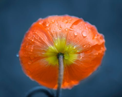 マクロレンズのオレンジ色の花