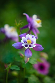 Vibrant purple columbine flower captured in macro detail against a lush green background.