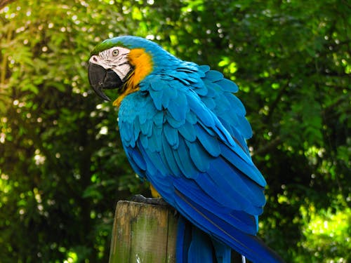 A Close-Up Shot of a Macaw Parrot