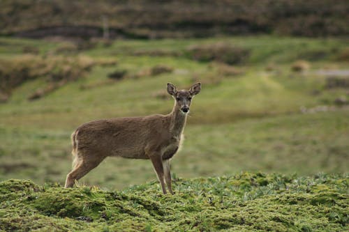 A Roe Deer on a Shrub Land