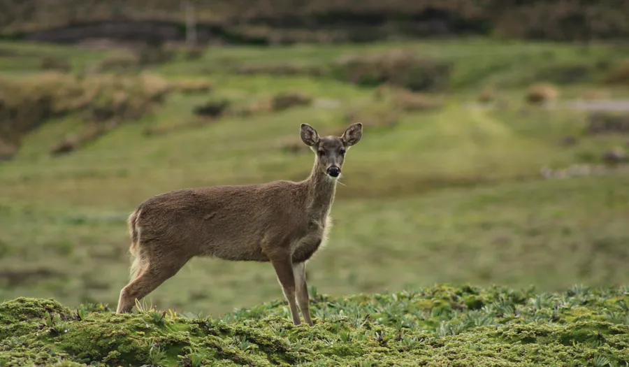 Parc national de Chiloé