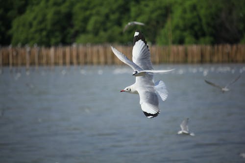 Free stock photo of bird, seagull, seagulls