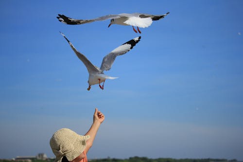 Free stock photo of bird, seagull, seagulls