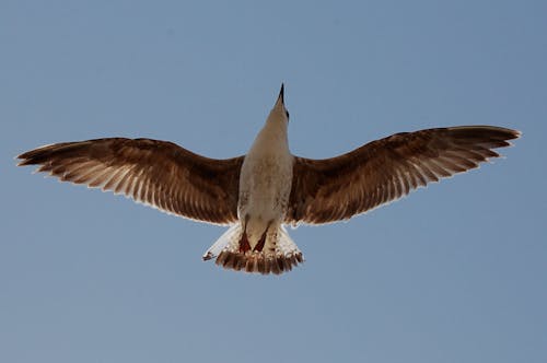 Free Bird Flying Stock Photo