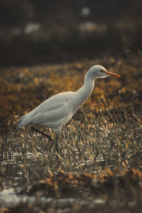 Free Selective Focus Photograph of a White Great Egret Stock Photo