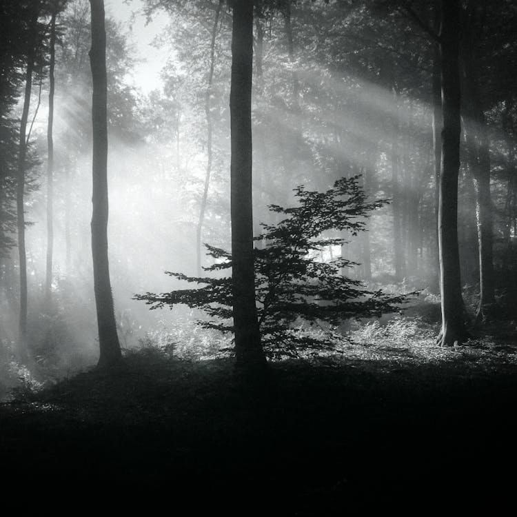 Sun Rays Shining Through Tree Crowns In A Forest 