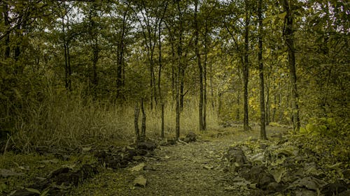 бесплатная Зеленые деревья на коричневой почве Стоковое фото