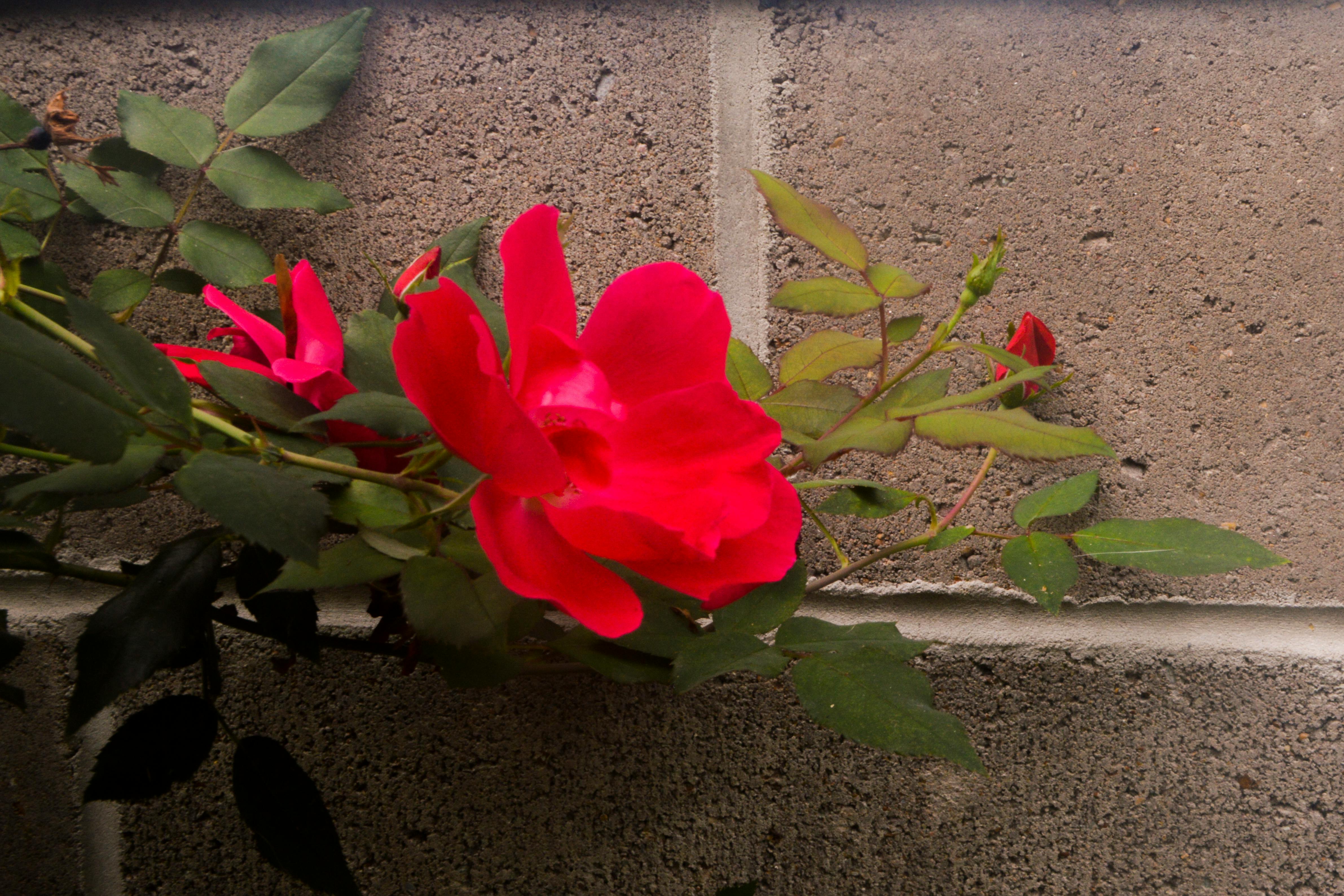 Murray Reynolds Falls waterfall