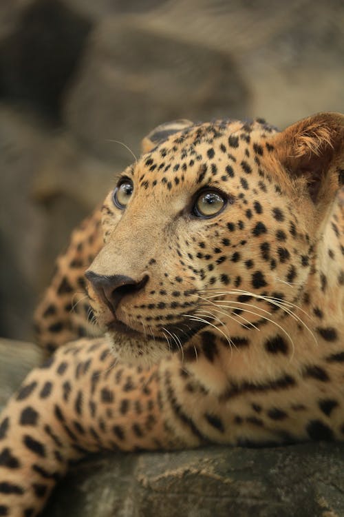 A Close-Up Shot of a Leopard