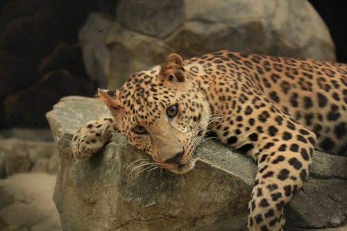 Коричневый и черный леопард на черной скале