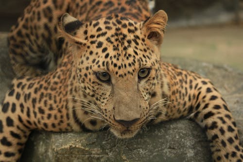 Ilmainen kuvapankkikuva tunnisteilla eläin, gepardi, iso kissa