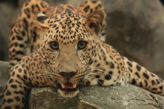Captivating close-up of a leopard resting on rocks in a natural habitat.
