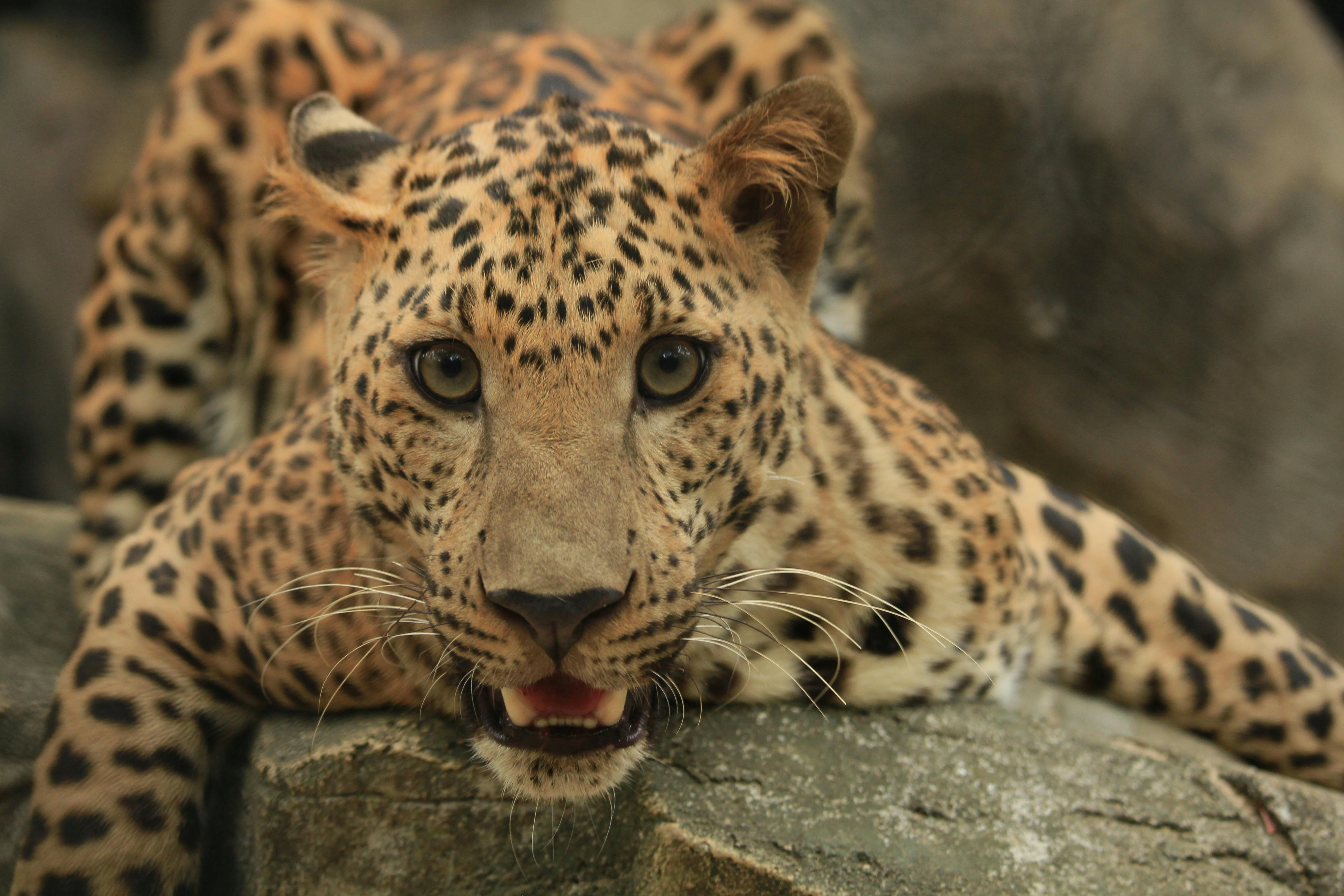 Panthera Pardus Photos, Download The BEST Free Panthera Pardus Stock Photos  & HD Images