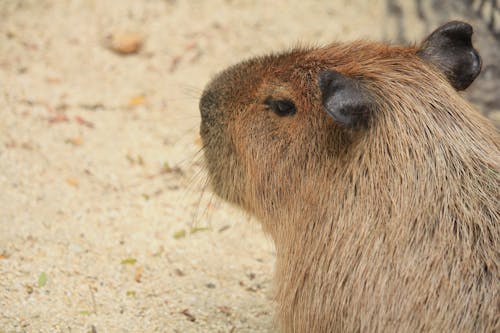 Free stock photo of capybara, caviidae, chordata