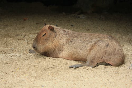 Foto d'estoc gratuïta de a l'aire lliure, animal, capibara