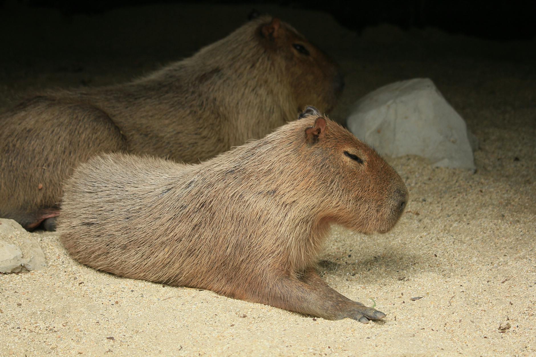 Capybara rock rust фото 100