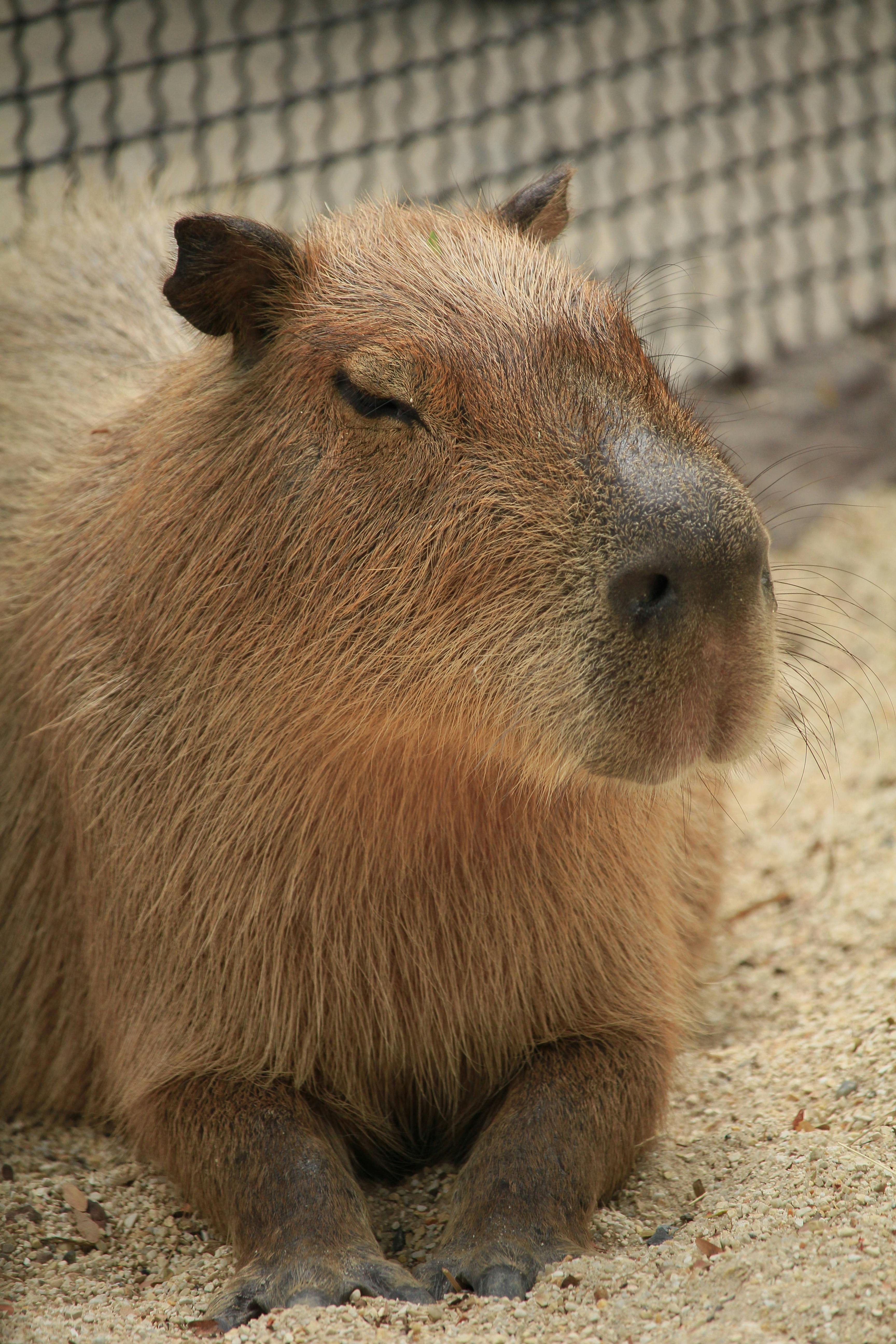 A Close-Up Shot of a Capybara · Free Stock Photo