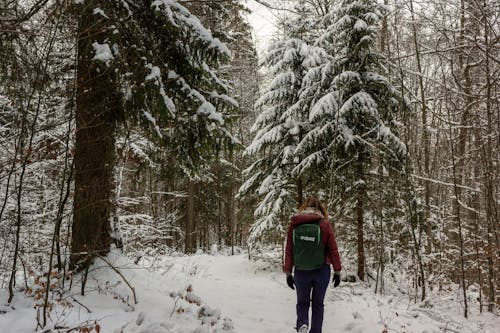 Ảnh lưu trữ miễn phí về cây, có tuyết rơi, đi dạo