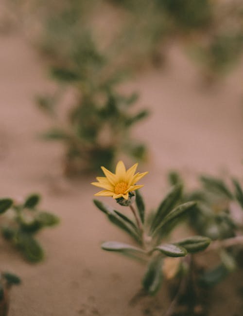 Close Up of Blooming Flower