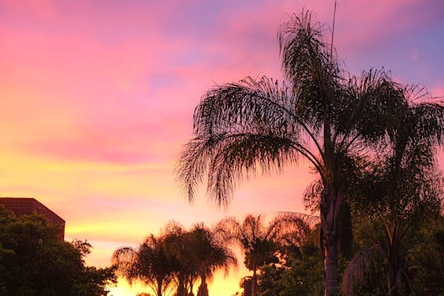 Photo of Palm Trees during Sunset