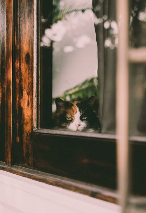 A Cat Looking Out a Window