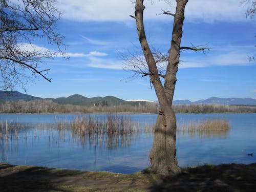 A Leafless Tree Beside a Lake