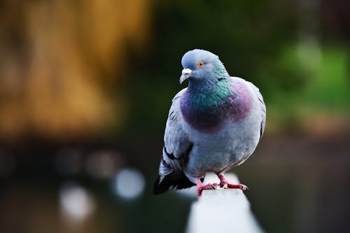 A Close-Up Shot of a Pigeon