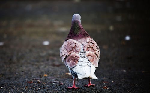 A Close-Up Shot of a Pigeon on the Ground