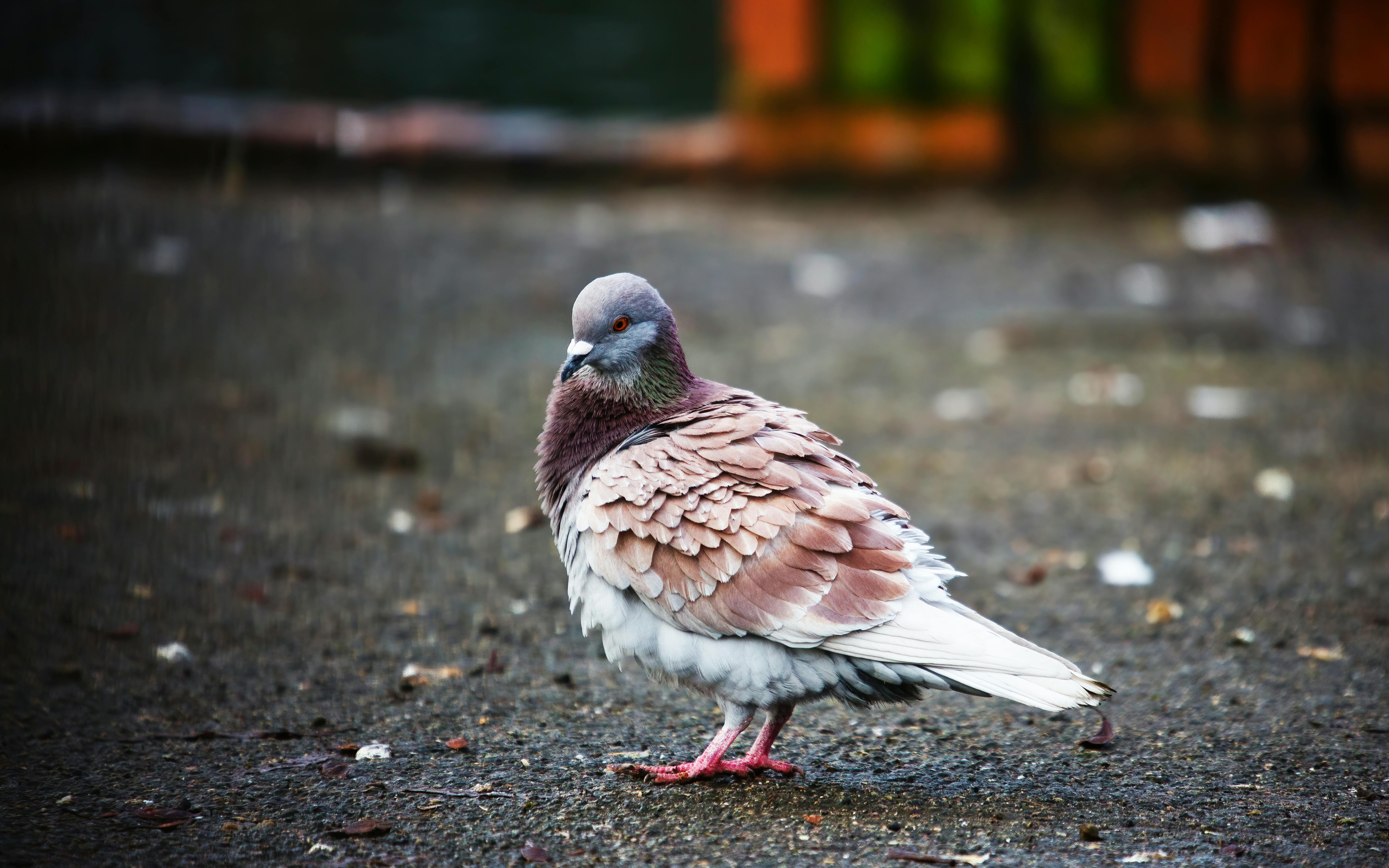 Black and Gray Pigeon in CloseUp Photography · Free Stock Photo