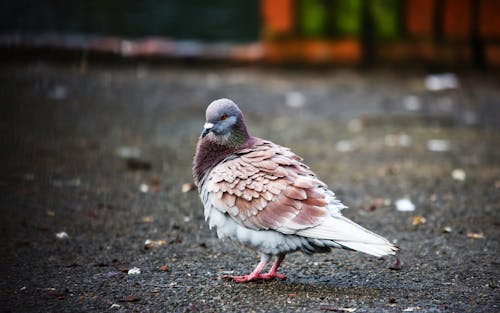 A Close-Up Shot of a Pigeon on the Ground