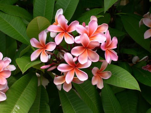 무료 핑크 꽃과 녹색 잎 스톡 사진