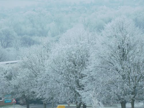 Free stock photo of frost, frosty trees, outisde
