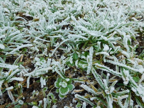 Free stock photo of frost, frosty grass, grass