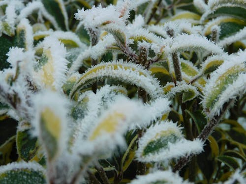 Free stock photo of frost, frosty leaves, leaves