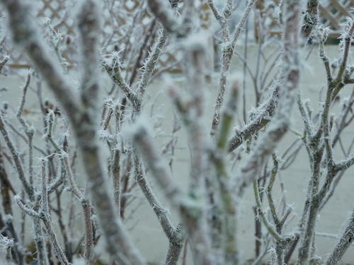 Free stock photo of frost, frosty tree, outside