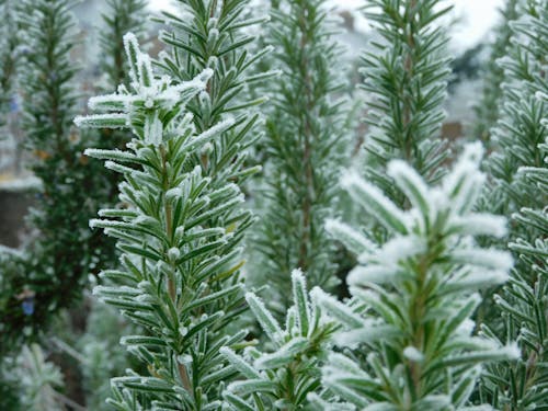 Free stock photo of frosty plant, outside, plant