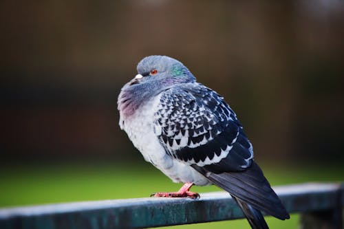 Close Up of Pigeon Bird Perching on Railing