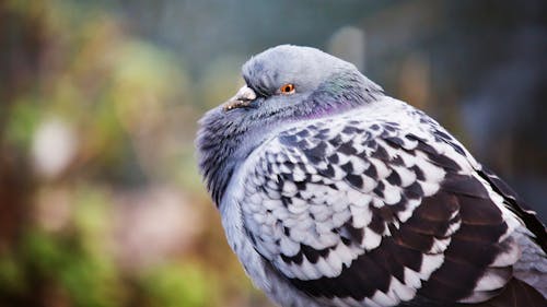 A Close-Up Shot of a Pigeon