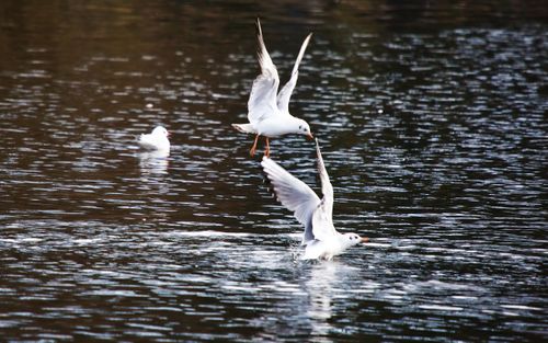 Free A captivating view of seagulls flying and swimming on a shimmering water body, showcasing natural wildlife beauty. Stock Photo