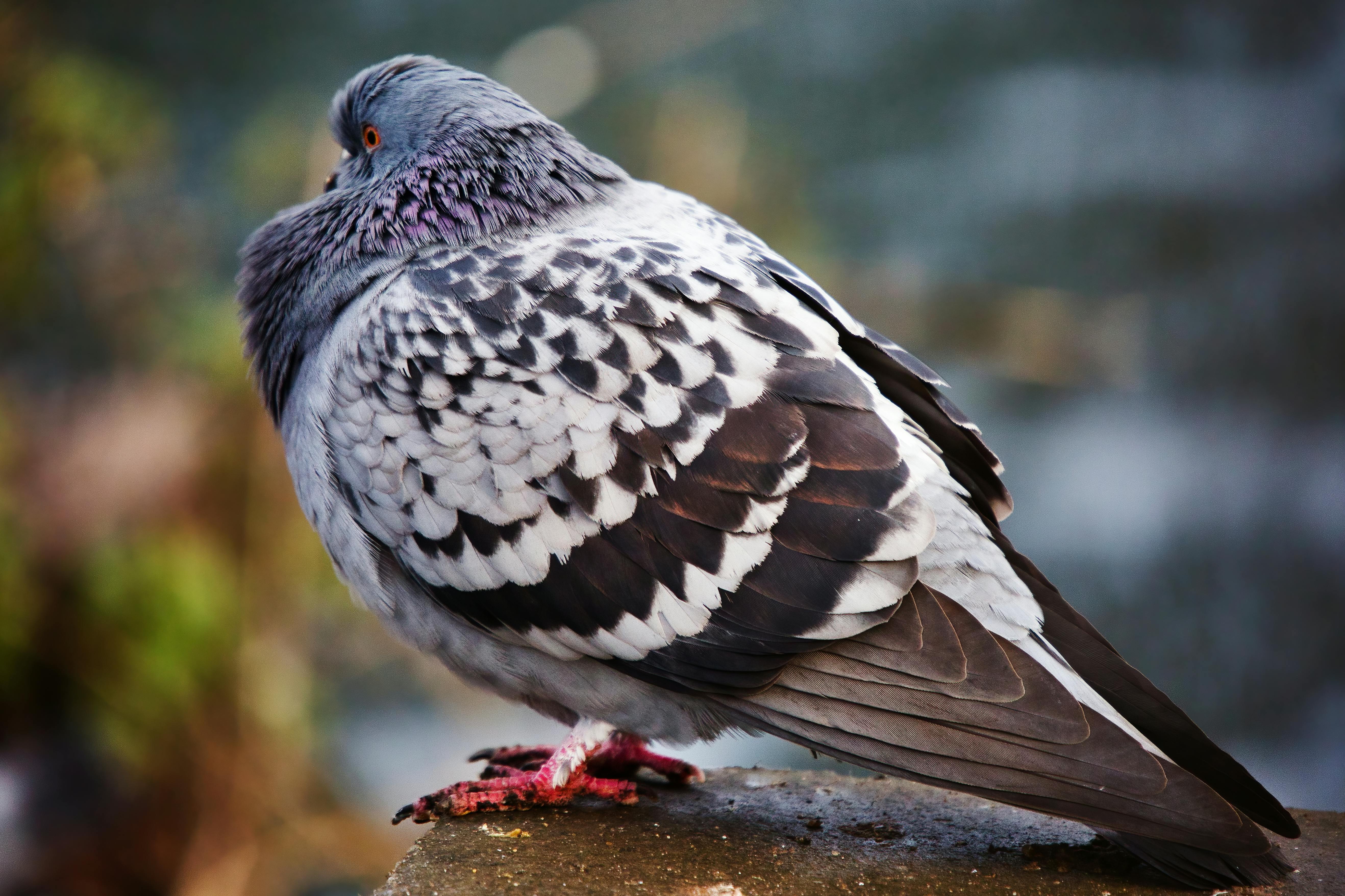 Black and Gray Pigeon in CloseUp Photography · Free Stock Photo