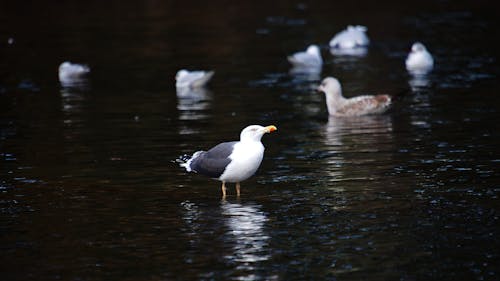 Kostnadsfri bild av fåglar, fiskmåsar, närbild