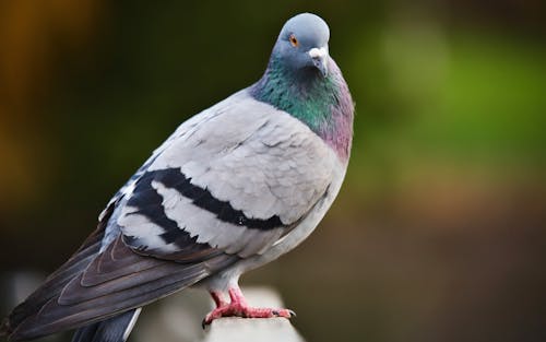 Close Up of Pigeon Perching on Railing