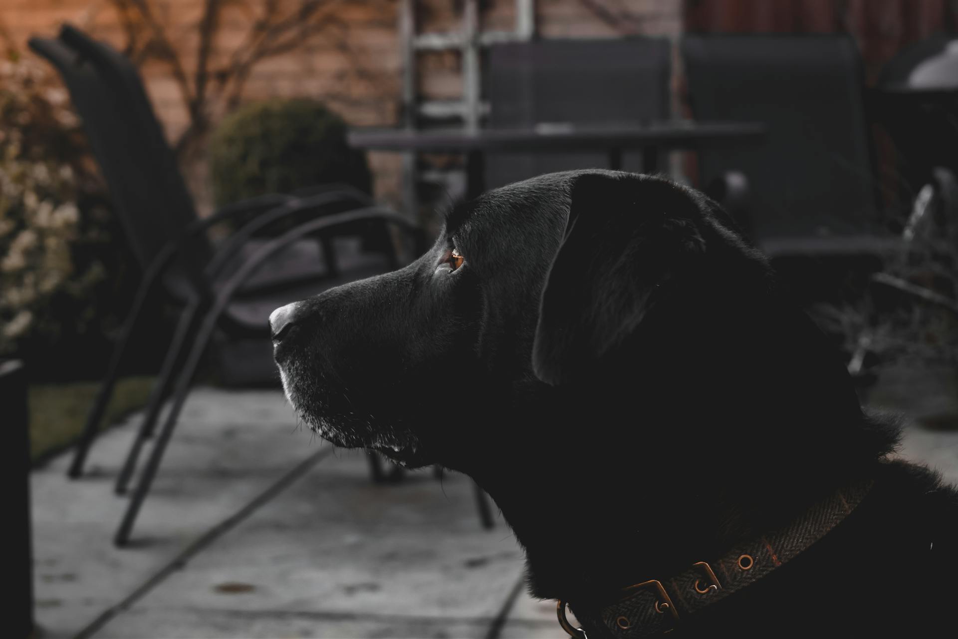 Svart labrador retriever från sidan