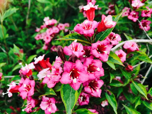 ピンクの花, フラワーズ, フローラルの無料の写真素材