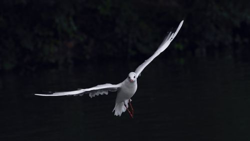 Free A seagull elegantly gliding with wings spread over a dark, reflective water surface. Stock Photo