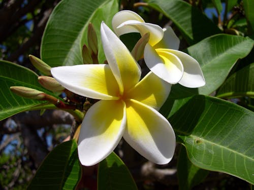 Free White Yellow Plumeria Flower in Bloom during Day Time Stock Photo