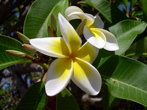 Free A vibrant close-up of a yellow and white plumeria (Frangipani) blossom surrounded by lush green leaves in natural daylight. Stock Photo