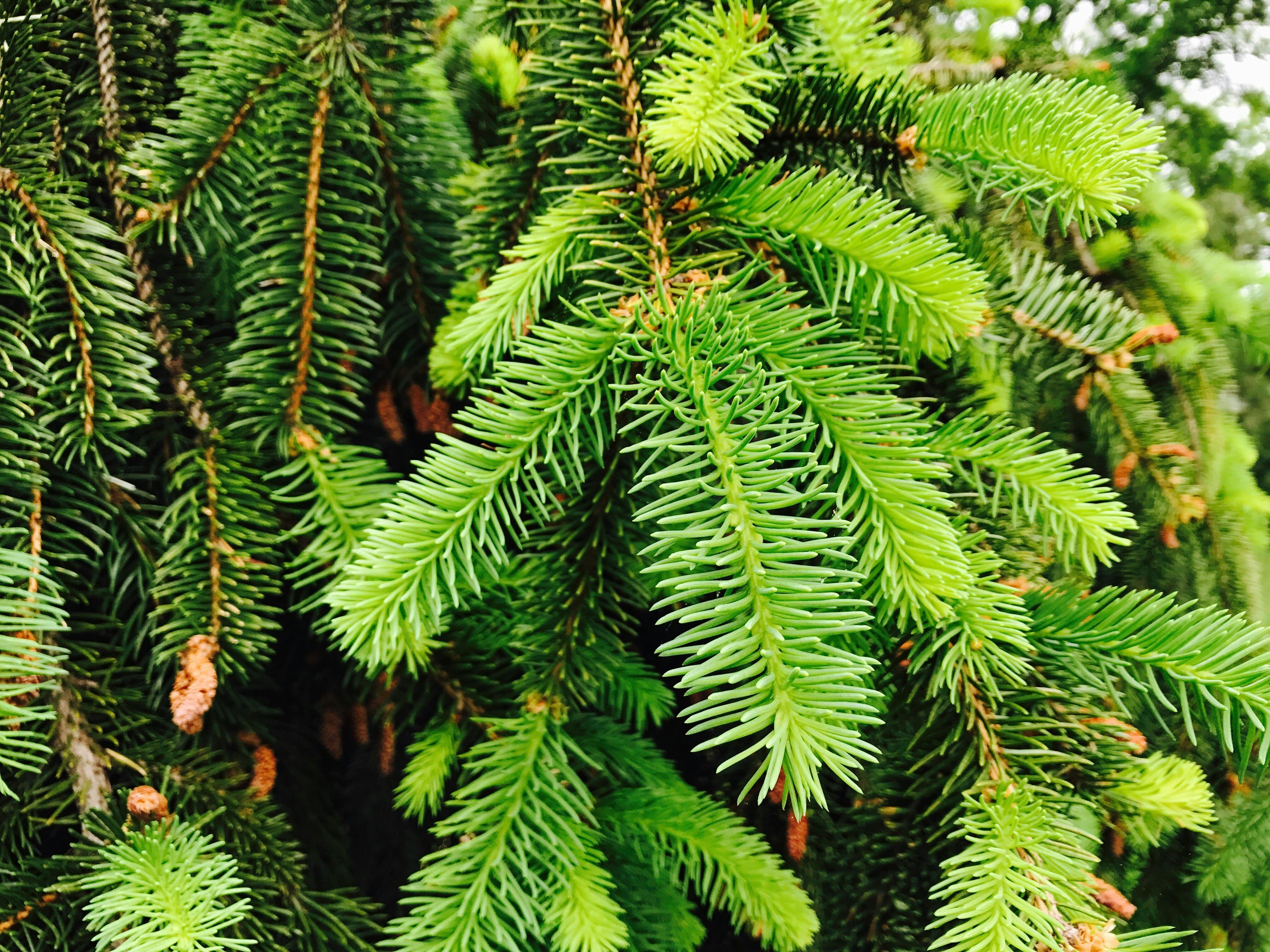 Closeup Conifer Tree Free Stock Photo   Pexels Photo 636167 