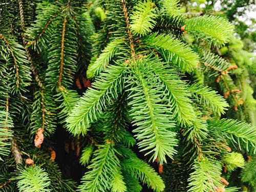 Free Closeup Conifer Tree Stock Photo