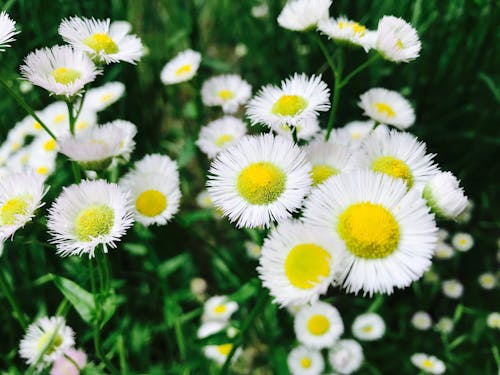 Fotobanka s bezplatnými fotkami na tému exteriéry, flóra, harmanček